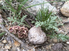 Cymopterus glomeratus