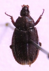 Anaides laticollis
