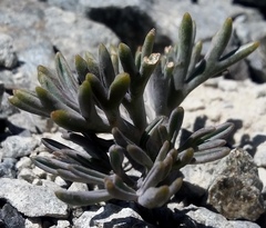 Lignocarpa carnosula