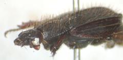 Anaides laticollis