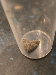 Hydriomena impluviata