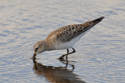 White-rumped Sandpiper