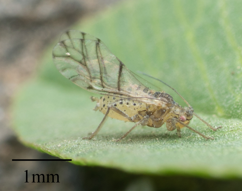 yellow clover aphid