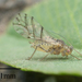 Plant-parasitic Hemipterans - Photo no rights reserved, uploaded by Jesse Rorabaugh