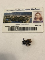 Xylocopa californica