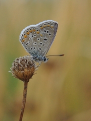 Polyommatus celina