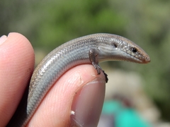 Chalcides bedriagai