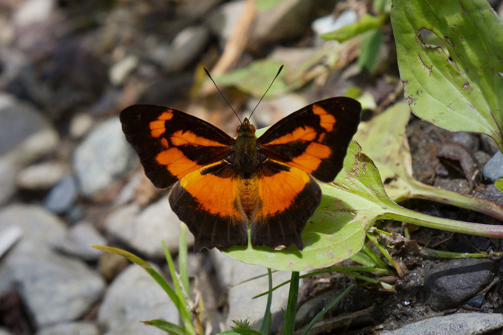 Symbrenthia hippoclus