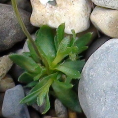 Draba lactea