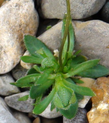 Draba lactea