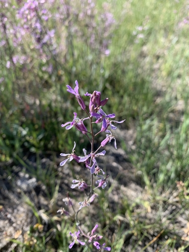 arrow thelypody (Thelypodium sagittatum)