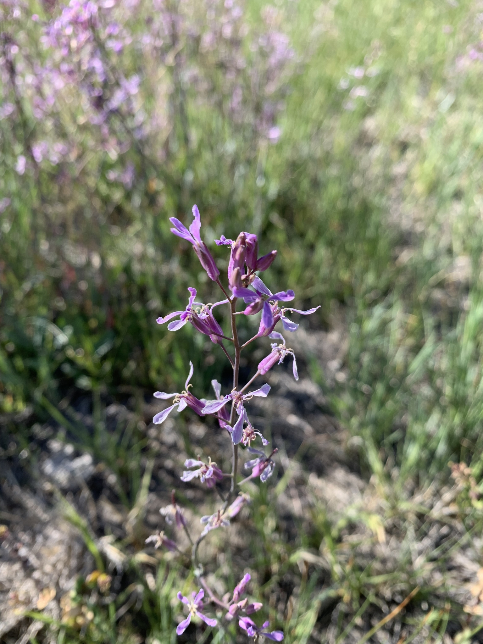 Thelypodium sagittatum