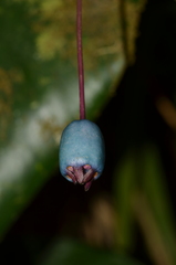 Burmeistera cyclostigmata