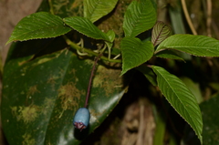 Burmeistera cyclostigmata