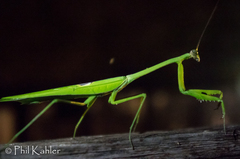 Stagmatoptera binotata