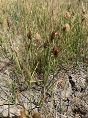Carex douglasii