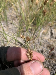 Carex douglasii