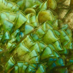 Lobophora variegata