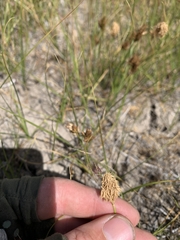 Carex douglasii