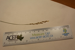 Piptatheropsis pungens