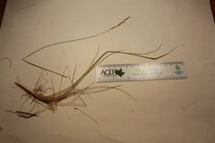 Piptatheropsis pungens