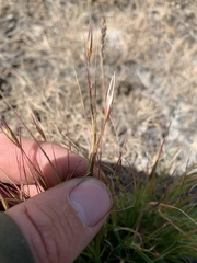 Danthonia unispicata