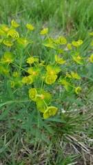 Euphorbia virgata