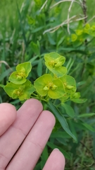 Euphorbia virgata