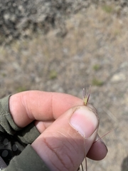 Danthonia unispicata