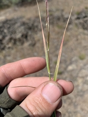 Danthonia unispicata