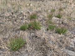 Danthonia unispicata