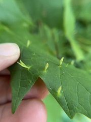 Vasates aceriscrumena