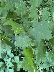 Vasates aceriscrumena