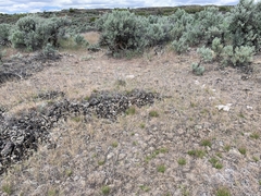 Danthonia unispicata