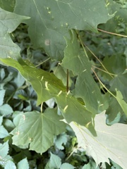 Vasates aceriscrumena