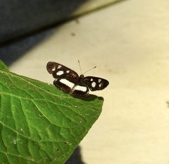 Castilia