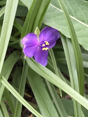 Tradescantia bracteata