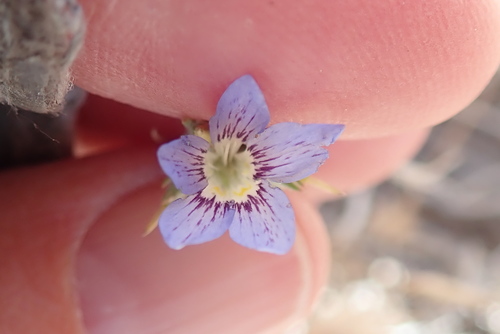 Sapphire woollystar (Eriastrum sapphirinum)