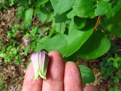 Clematis reticulata