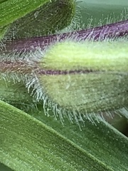 Tradescantia bracteata