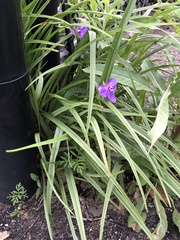 Tradescantia bracteata