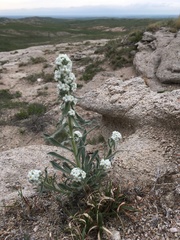 Oreocarya thyrsiflora