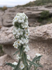Oreocarya thyrsiflora