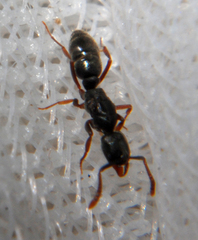 Hypoponera opacior