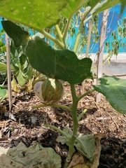 Solanum melongena