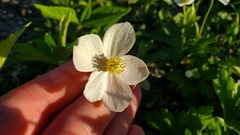 Anemonastrum canadense