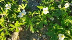 Anemonastrum canadense
