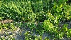 Anemonastrum canadense