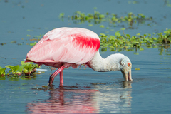 Roseate Spoonbill photo 3