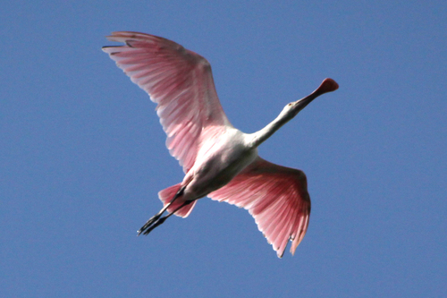 Roseate Spoonbill, photo 4 of 8